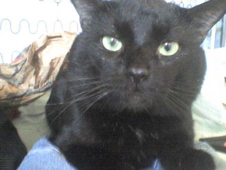 mon chat lickie doudou doudou!!!!